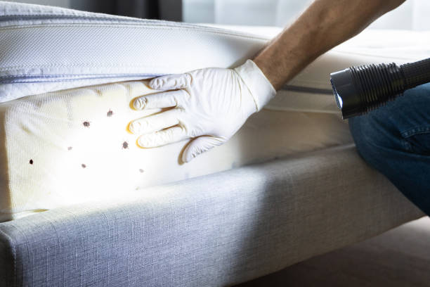 Best Best Pest Control Companies  in Hurley, MS