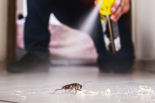 Best Termite Control Services  in Hurley, MS